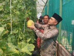Melon Hidroponik BUMDes Japan Curi Perhatian Gus Afif, Desa Industri Jadi Target