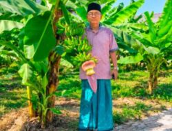 Ponpes Segoro Agung Tanam 1.500 Pohon Pisang, Perkuat Kemandirian Santri dan Ketahanan Pangan