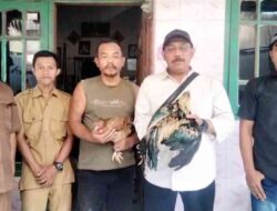 Dari Sepasang Ayam Menuju Kemandirian, Inovasi Kades Lebaksono Bantu Warga Kurang Mampu