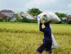 BULOG Jatim Serap 978 Ribu Ton Gabah dan Beras, Sumbang Hampir 25 Persen Pengadaan Nasional